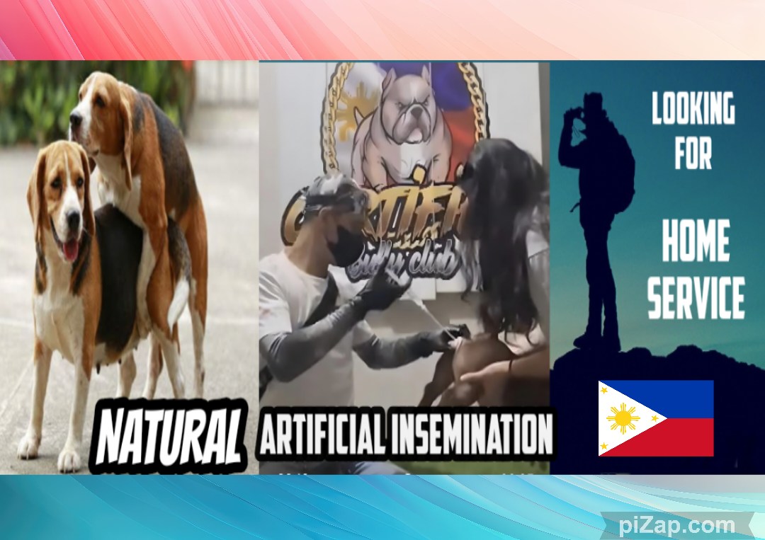 Dog Shooter & Artificial Insemination A I Philippines | Facebook