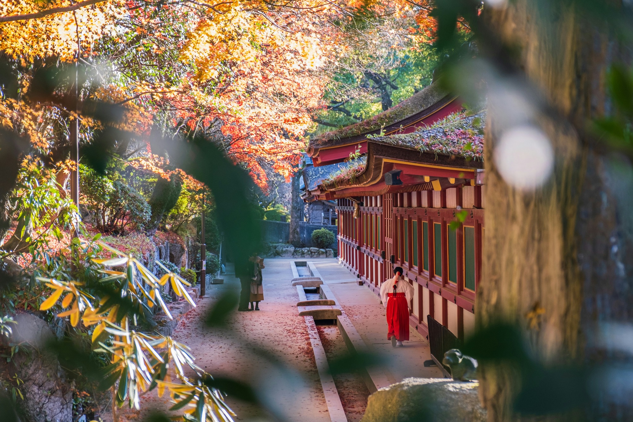 Japan Travel Tips | For those that traveled with Zip air what food did ...