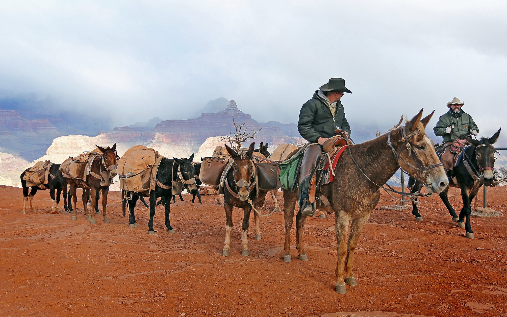 Mule train in the Grand Canyon, Arizona - have you tried this