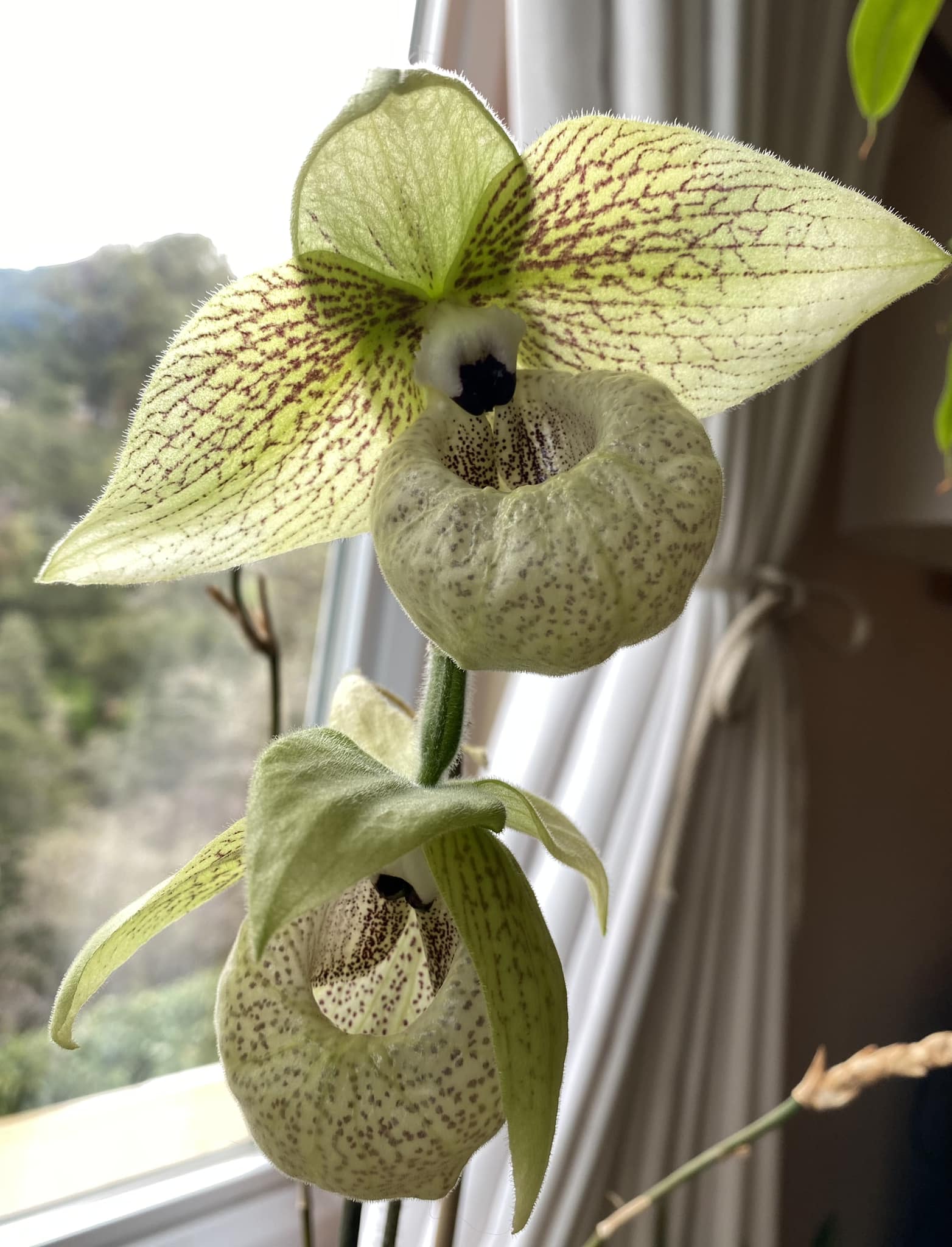 Cleisocentron malipoensis orchid from China