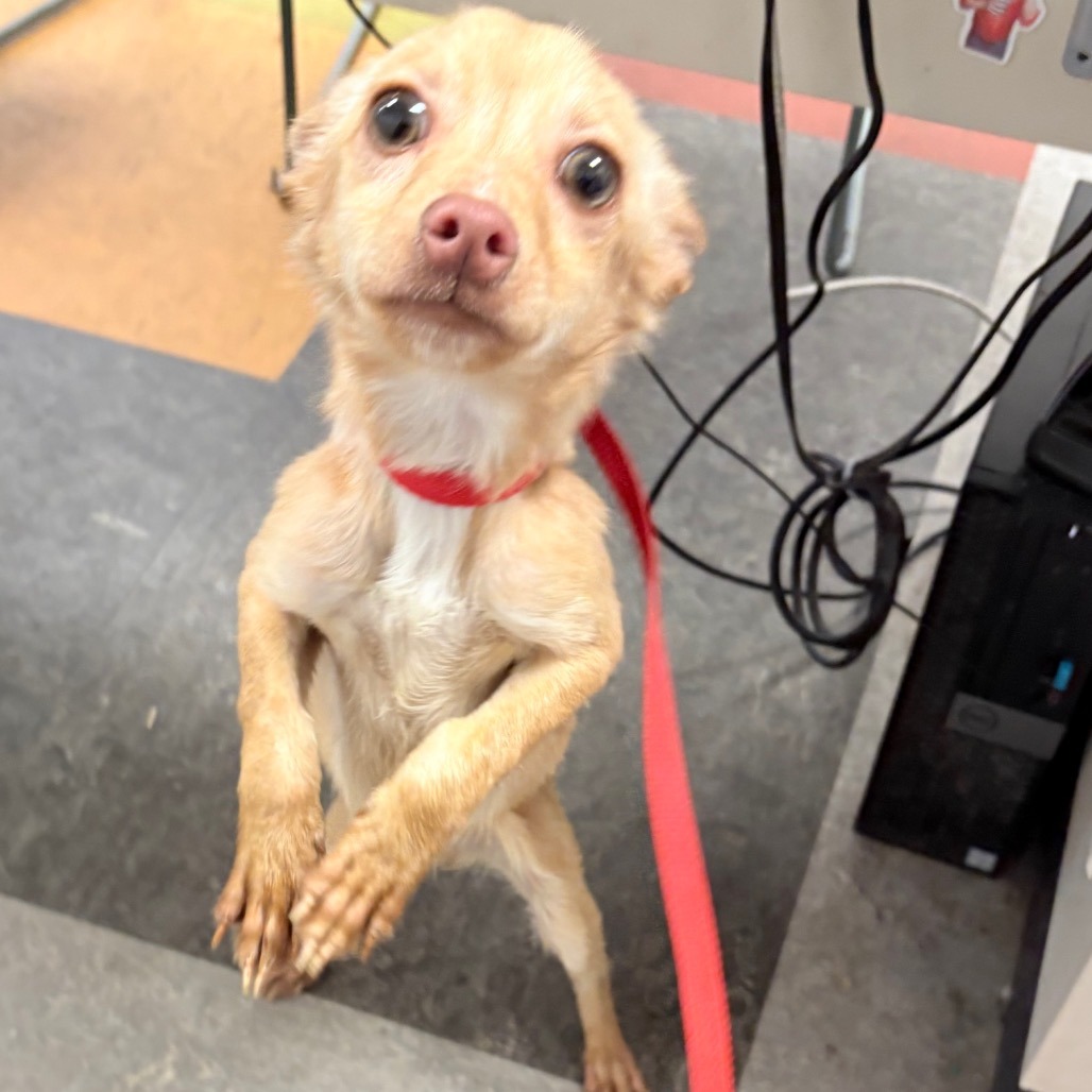 Louis Vuitton dog available for adoption in Philadelphia, PA