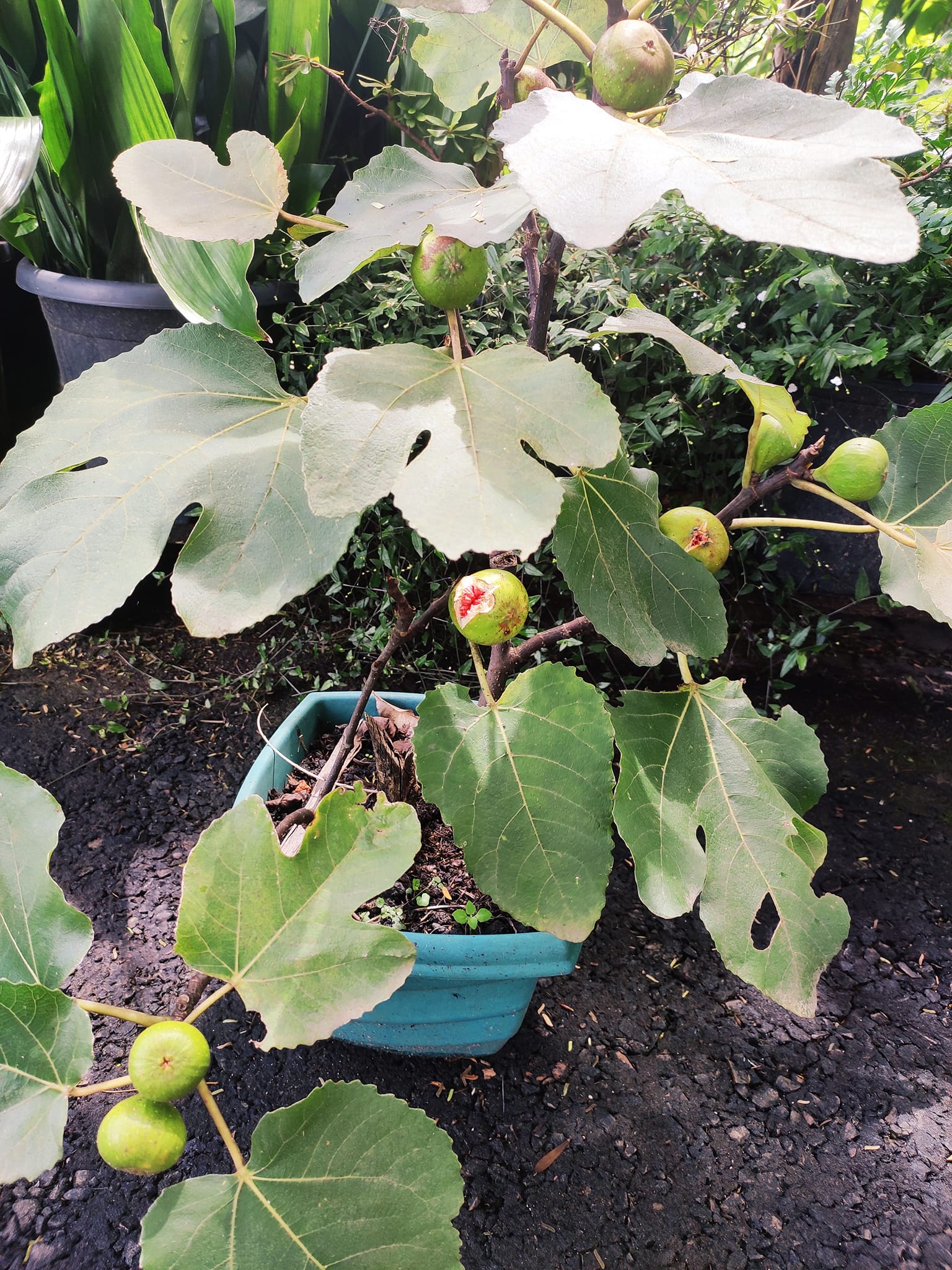 Super sweet Jerusalem fig.Second fruiting this year