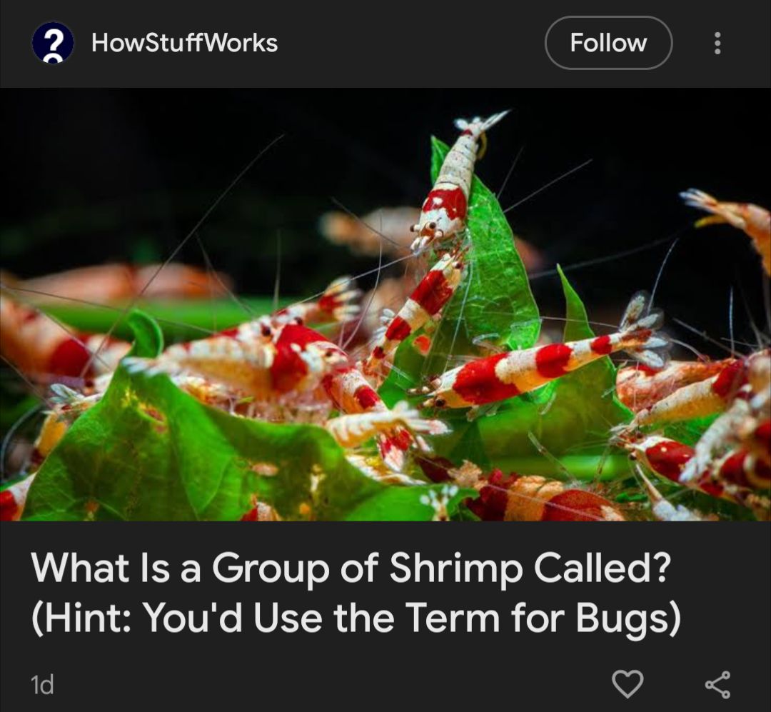 Shrimps is bugs. | Facebook