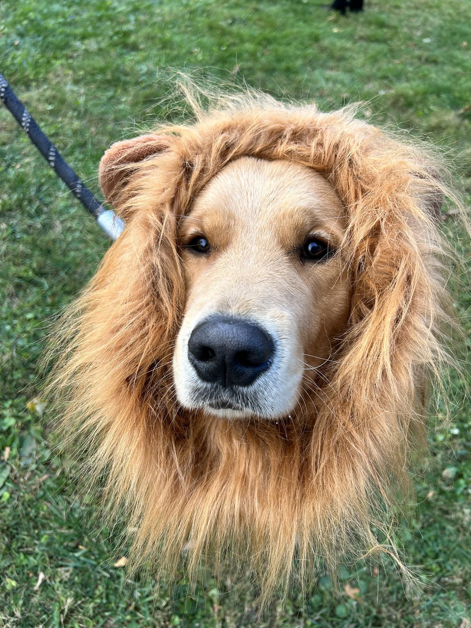 golden retriever dressed as a lion Obsessed with my lion!! Show me your golden's costumes!! queen of sparkles halloween dress