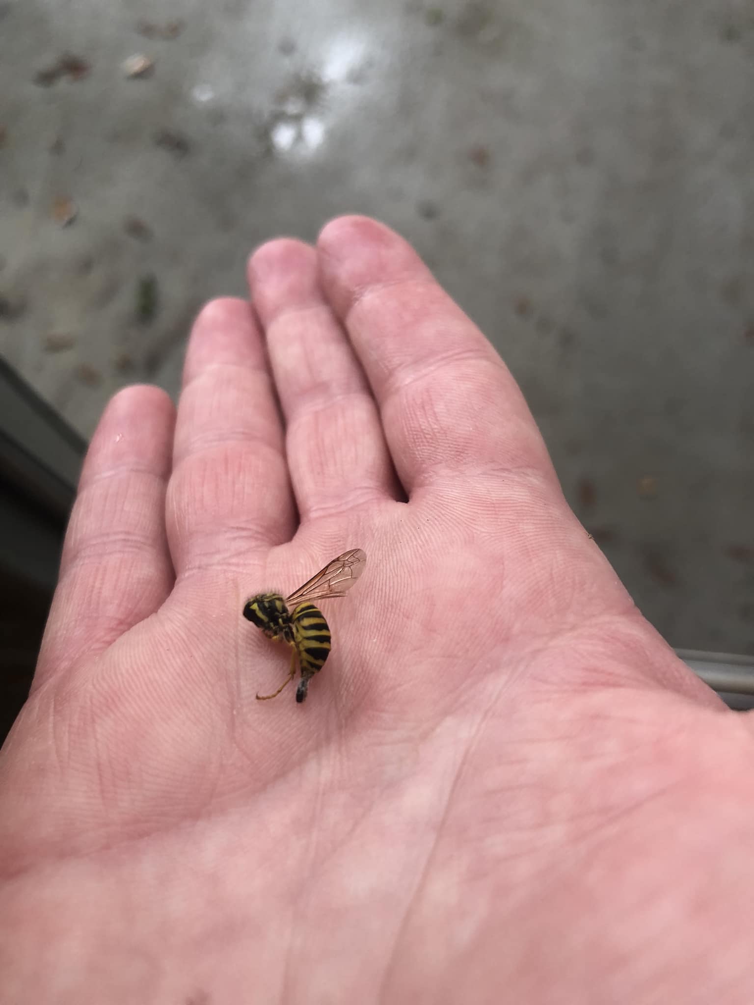 What is the identification of the bee with a shiny end in