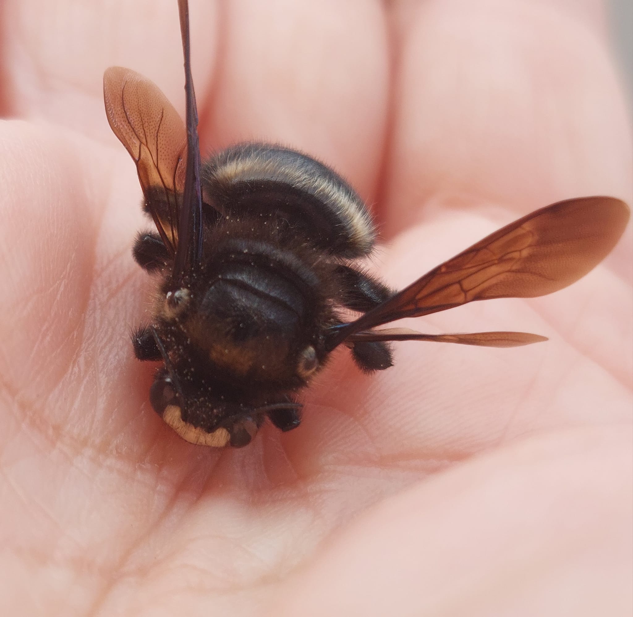 Is this a kind of Bumble Bee (Bombus)? Zebra lodge, Pretoria