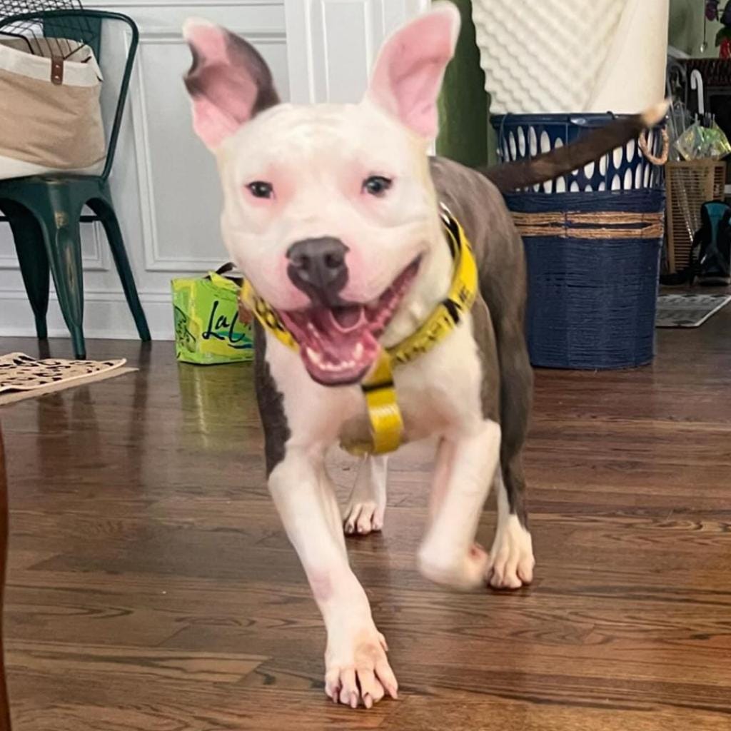 ACCT - A- 248383 PANDA GIRL'S adoption Fee is only $10 PANDA GIRL