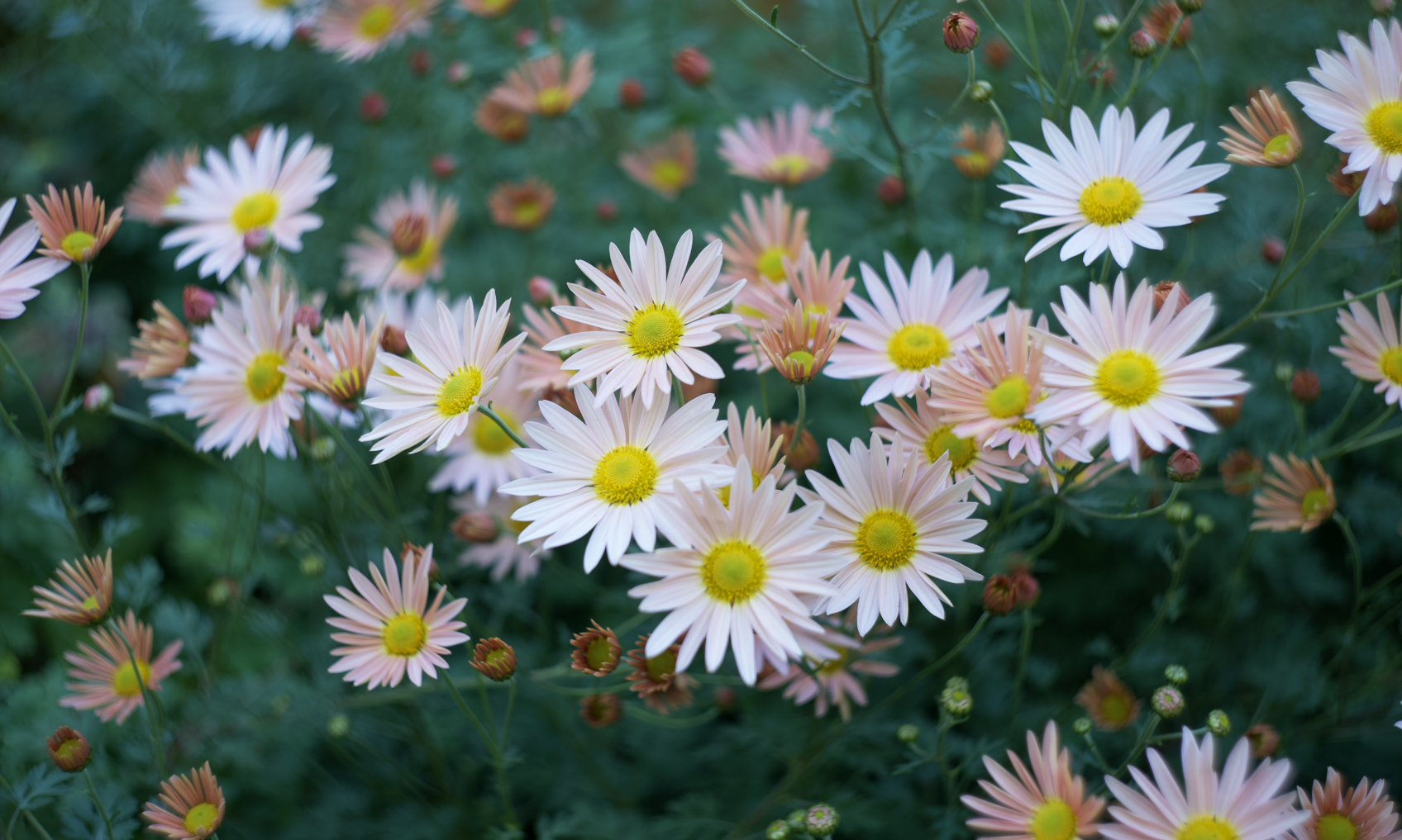 Neighbor's resilient perennial mum plant in Buffalo, New York