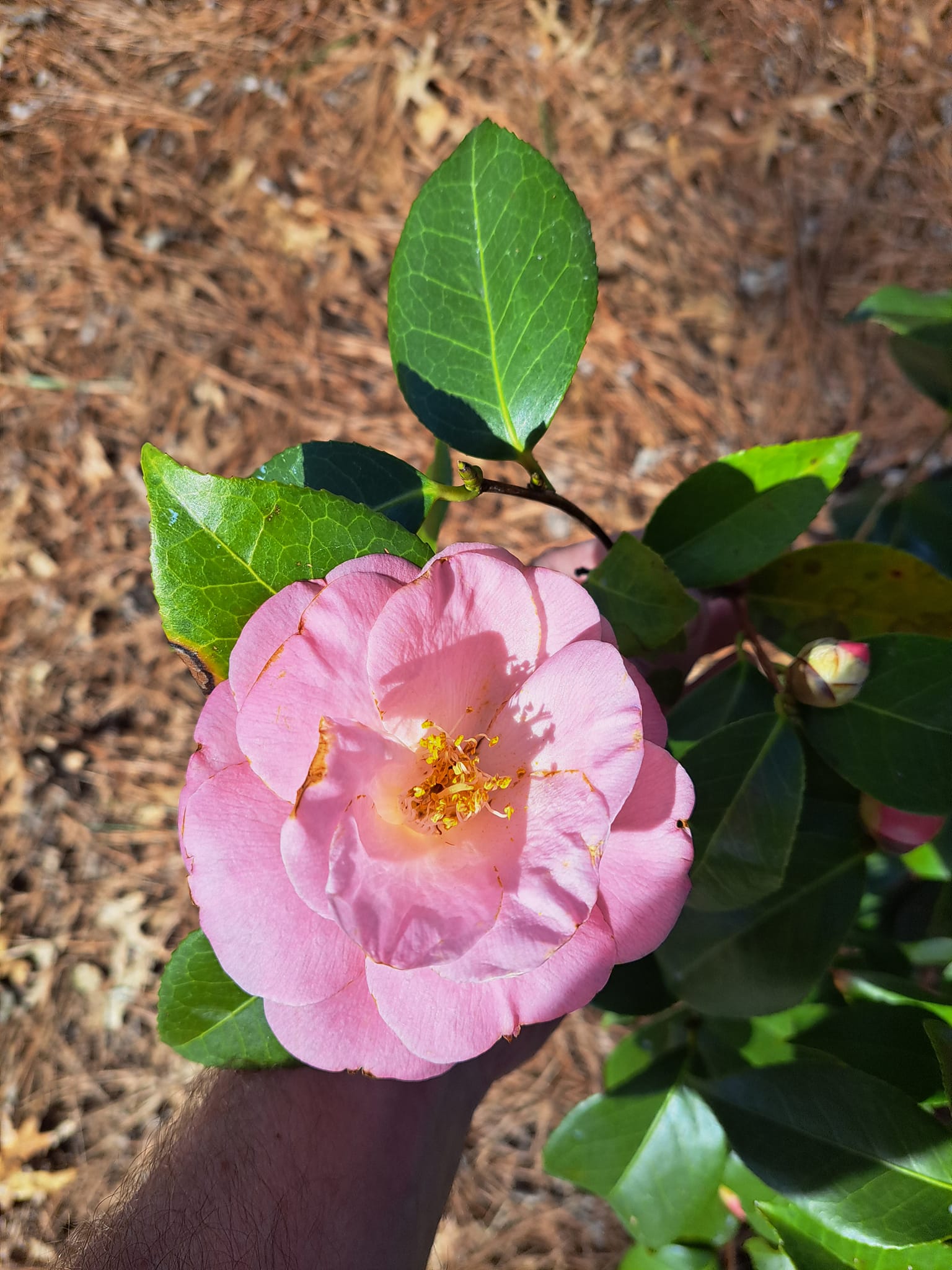 Pink icicle camellia is super happy in nc zone 7b
