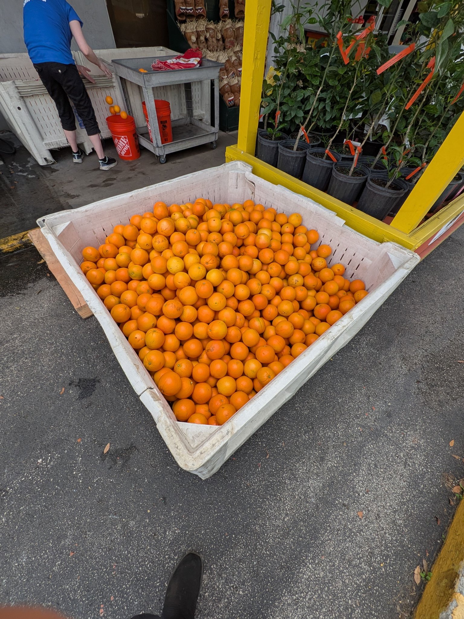 I always stop at the Florida Citrus Center in Ocala, Florida