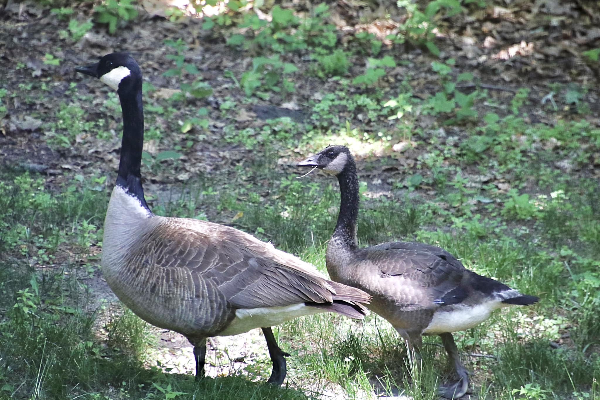 Have you ever thought a ?? Canada Goose looked smaller than 
