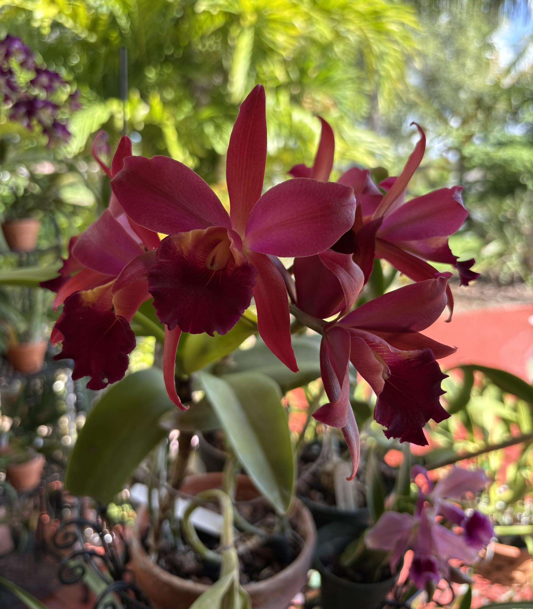 Beautiful Rhyncattleanthe Cherry Suisse orchid