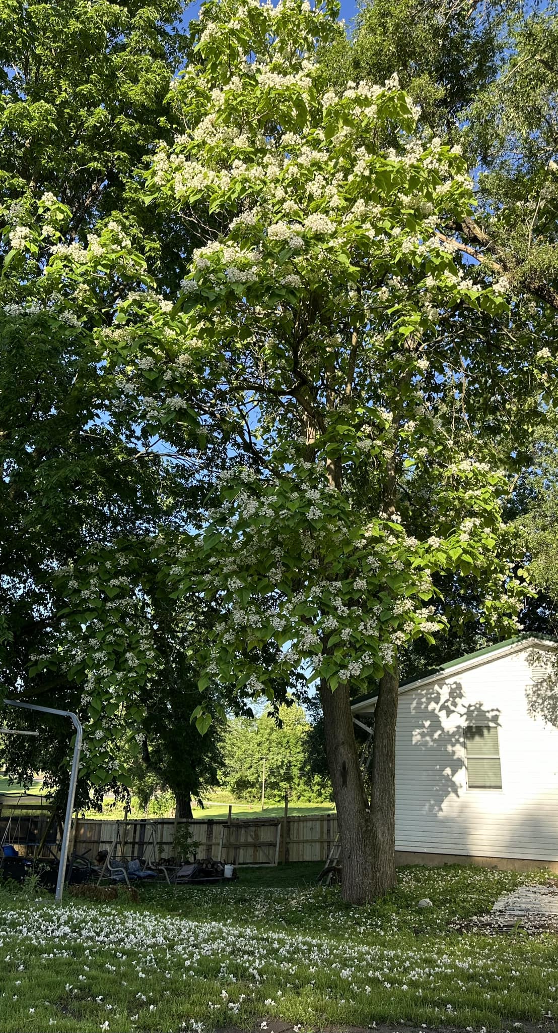 how to smoke catalpa tree pods Beautiful cigar with massive leaves and bean flovar:Miami Mint Tech About – Plug Smoke