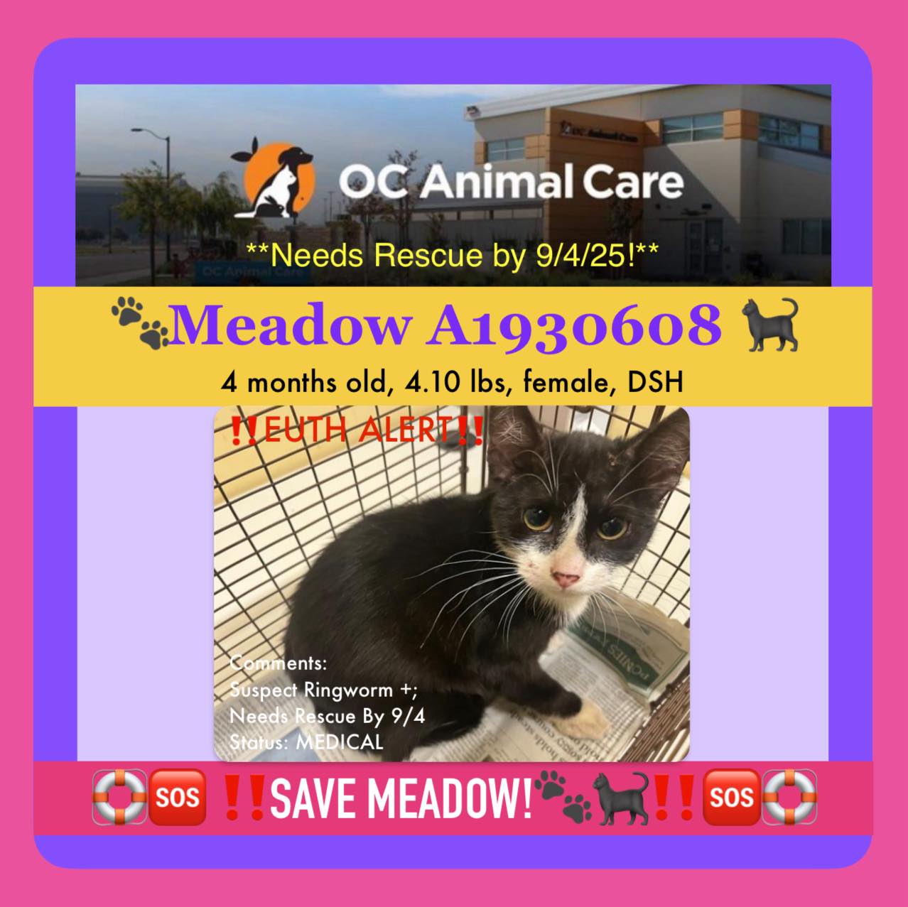 Urgent rescue needed for 4-year-old ragdoll cat with skin condition