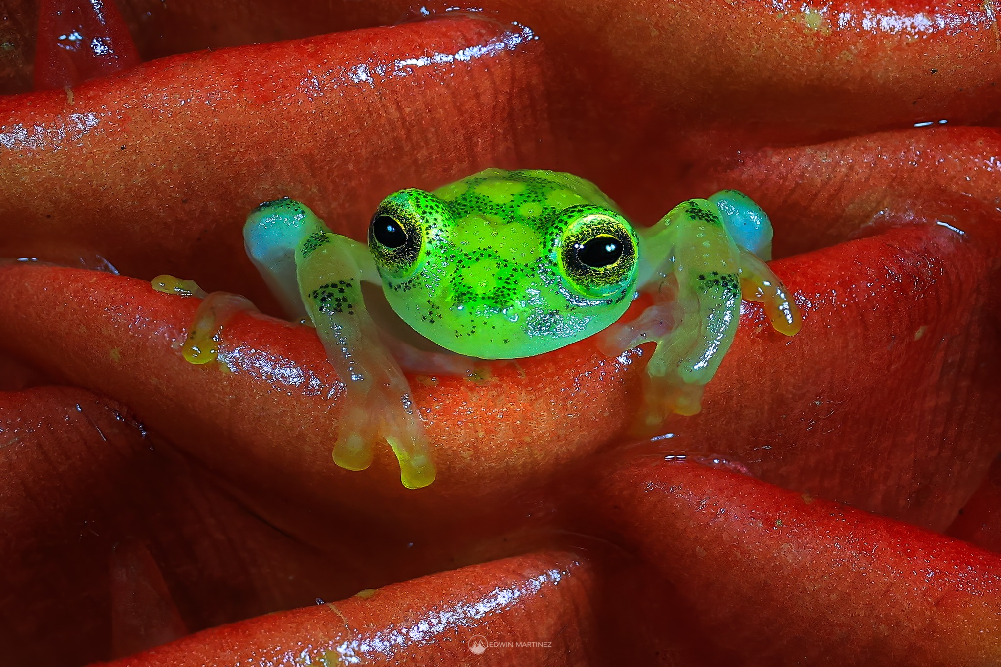 Edwin - Where Scales and Skin Thrive Costa Rica is a place where small ...