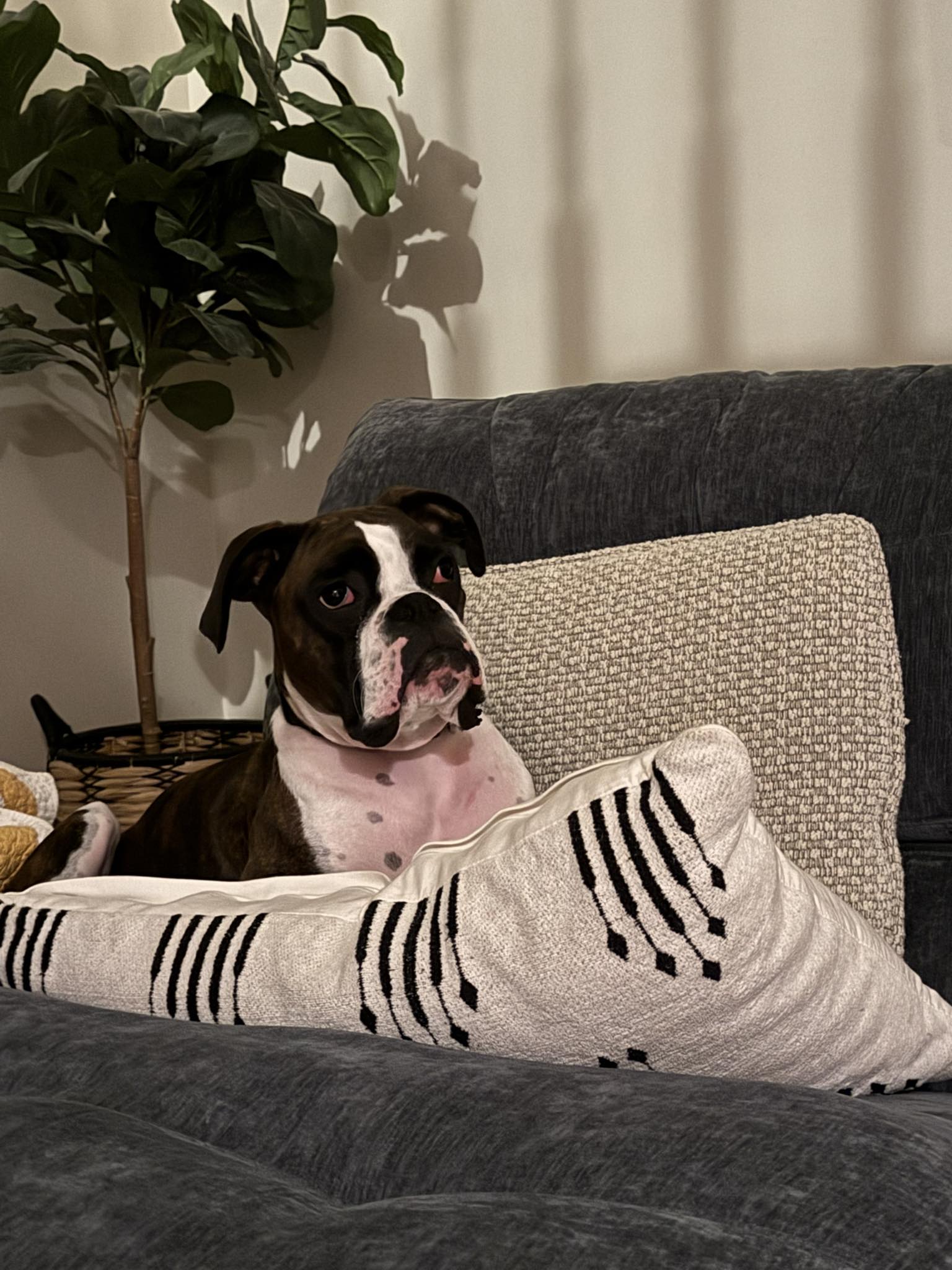 Why is My Dog Peeing in His Crate: Solutions & Tips