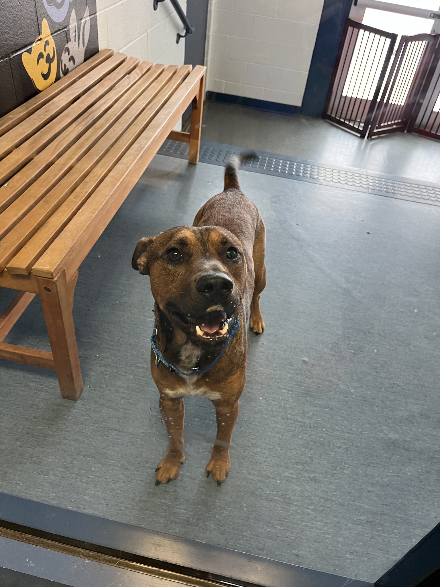 Lost & Found Pets in Pittsburgh | Two young intact male dogs found near ...