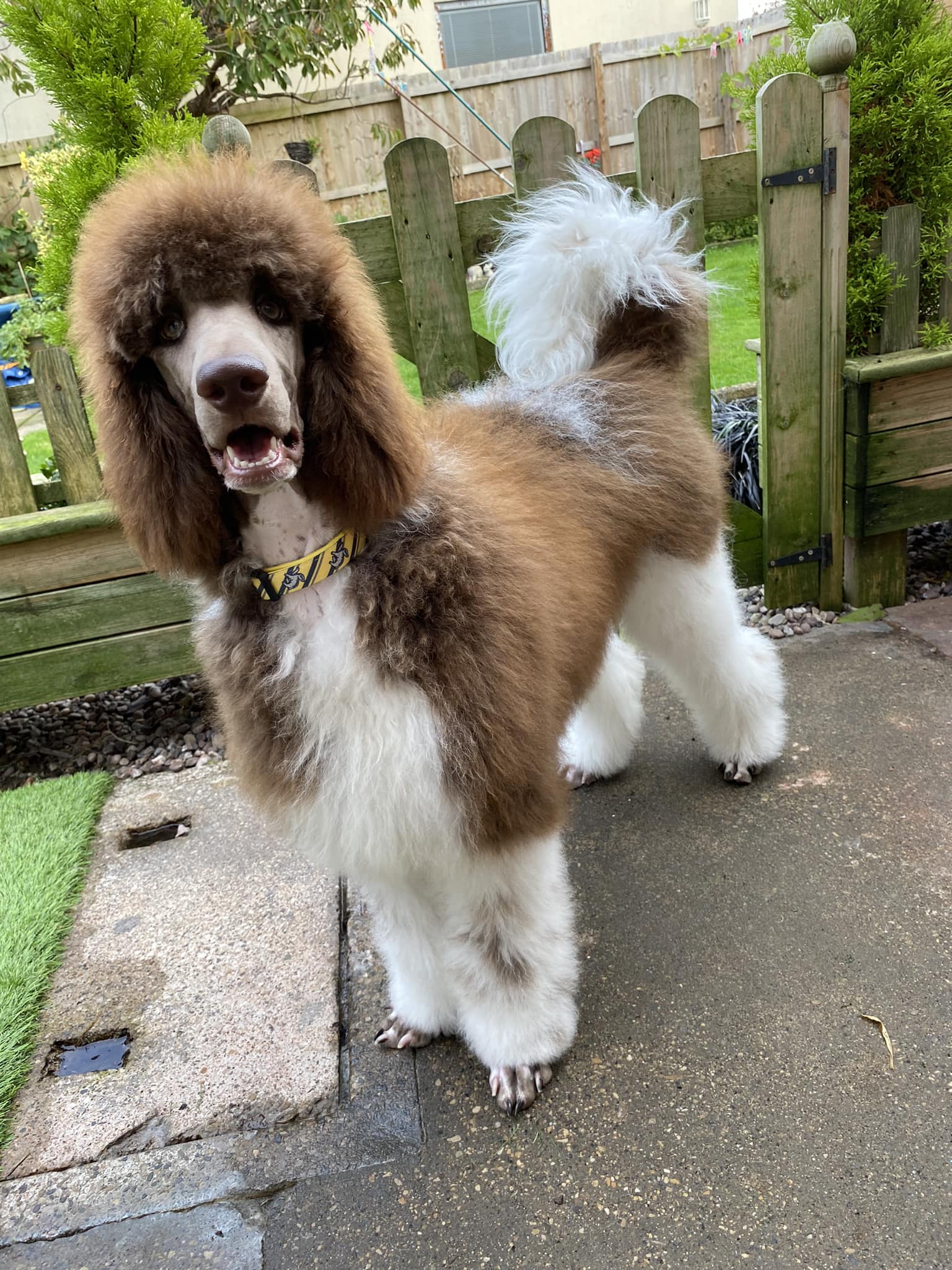 M*g様 theredthread S poodle fur coat long How to Detangle Matted 