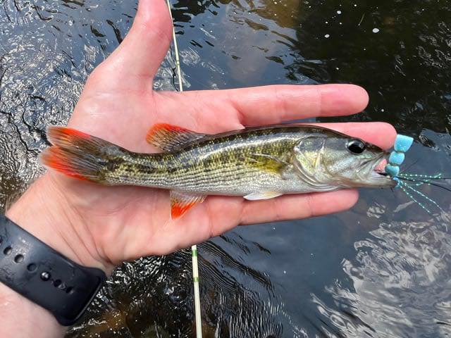 drum fish lures Blue Water Candy Rig retrieve style AIO CUBEP Fishing lure mylar reusable Model:Z-Series 3700