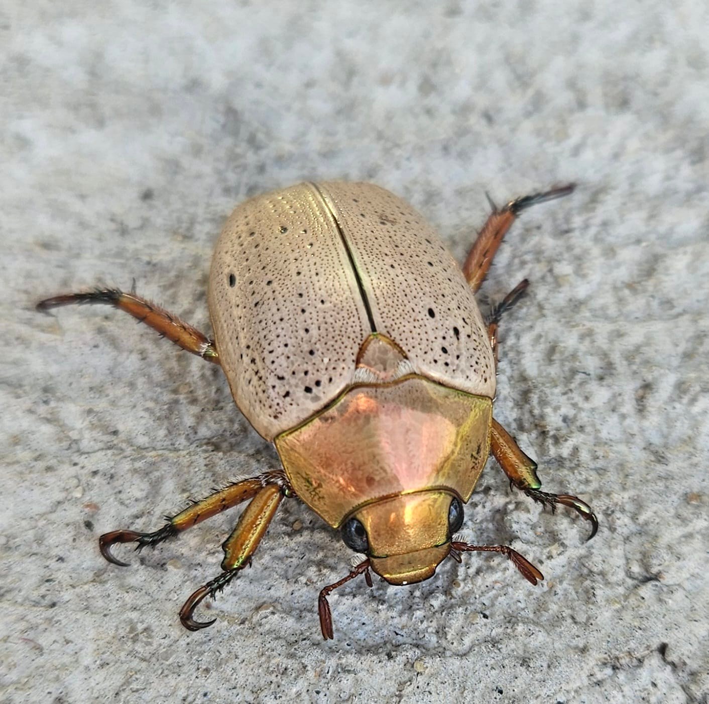 Insects of Perth & South West Western Australia | Labour of love… it ...