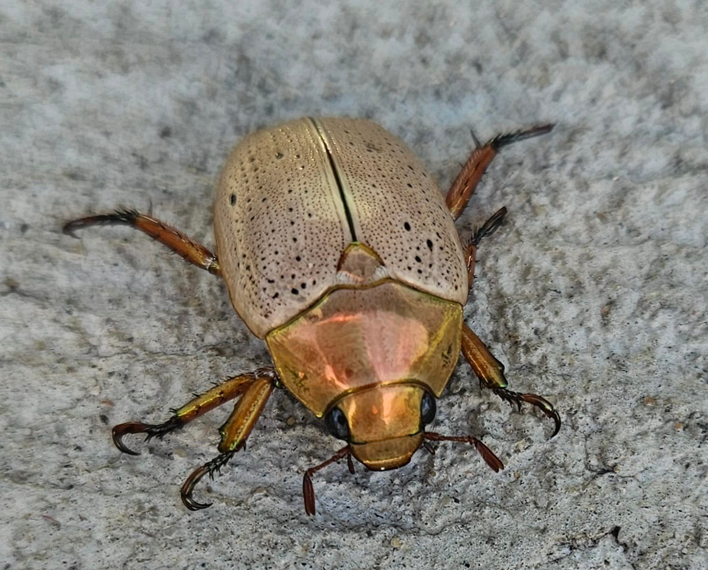Insects of Perth & South West Western Australia | Labour of love… it ...
