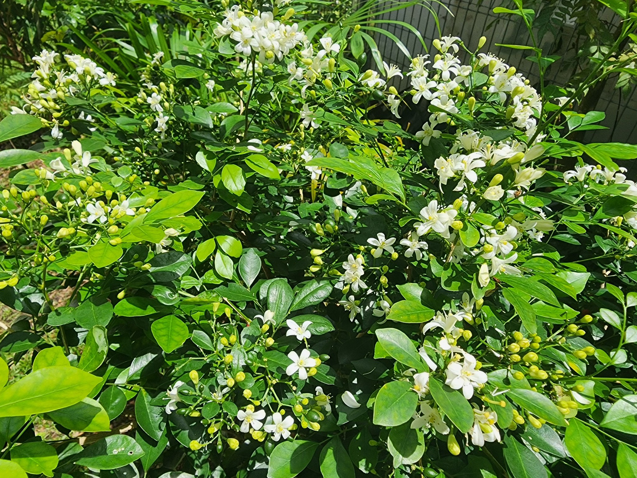 Murraya paniculata in bloom in Singapore