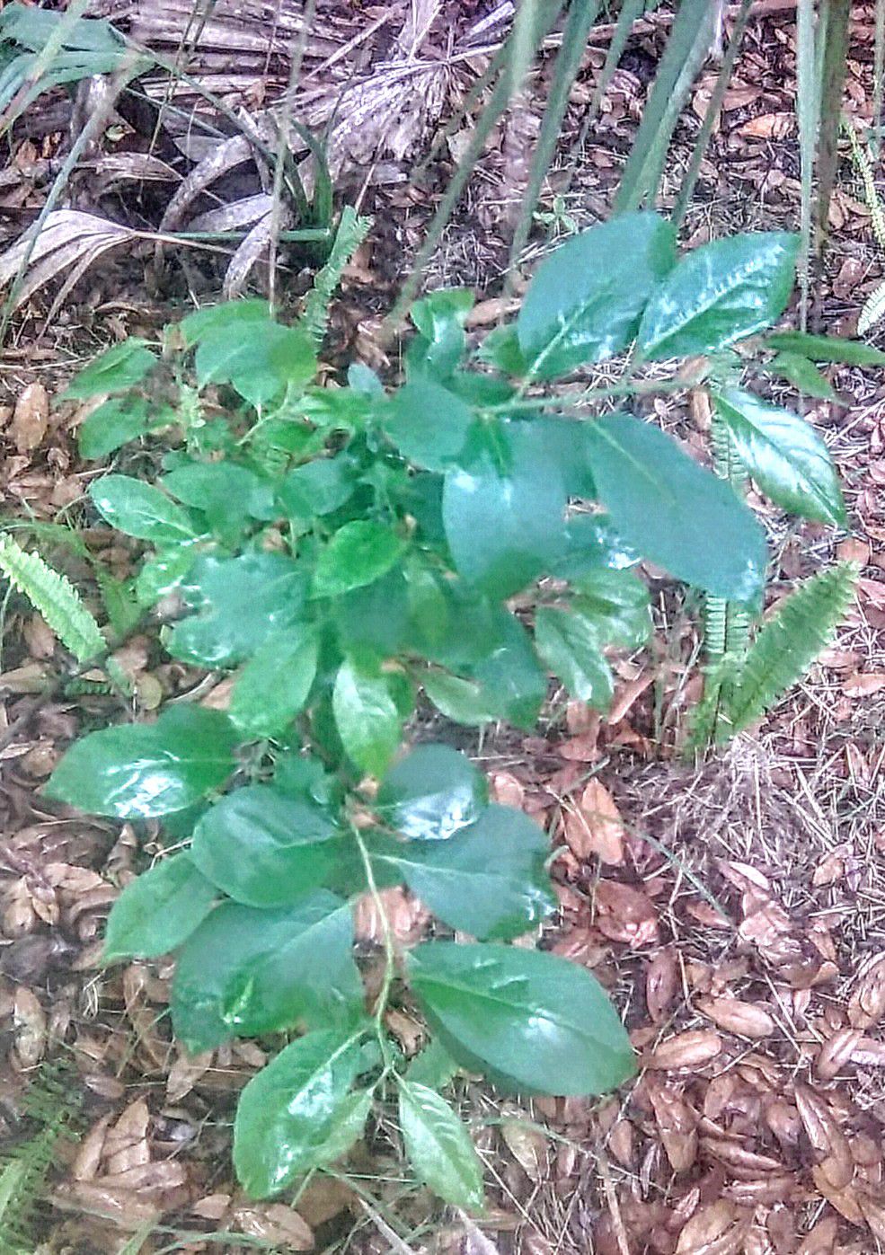 Does anyone know what this is, please? Northeast Florida