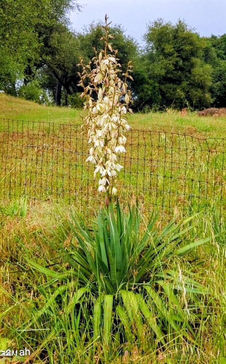 yucca様確認用 Yucca plant identification help needed