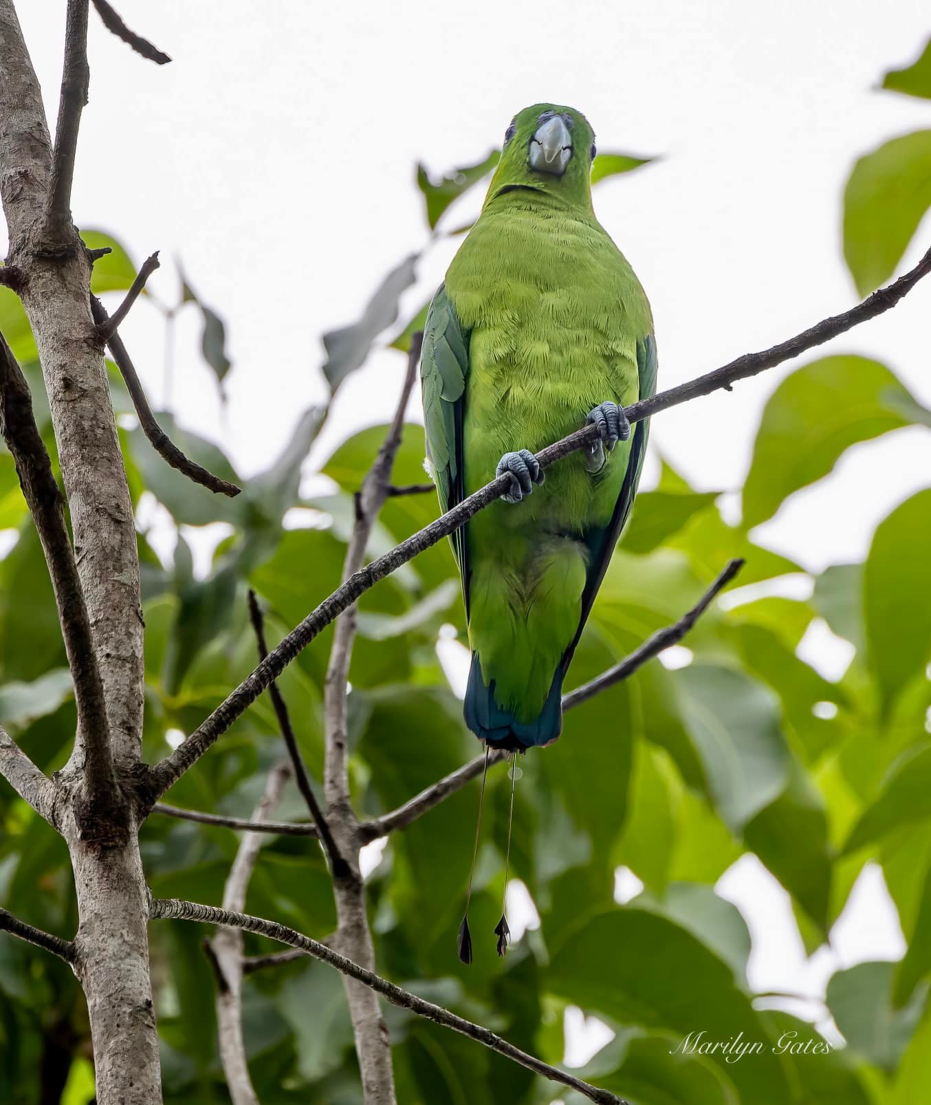Birdwatch Philippines Community | A Green Racquet-tail drying off after ...