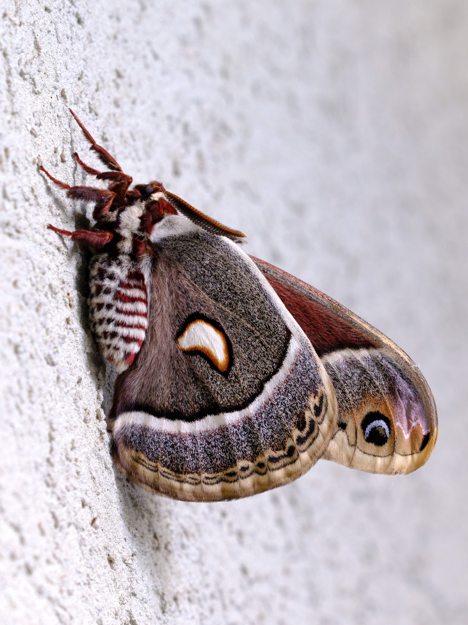 What type of moth is this in Columbia, MD?