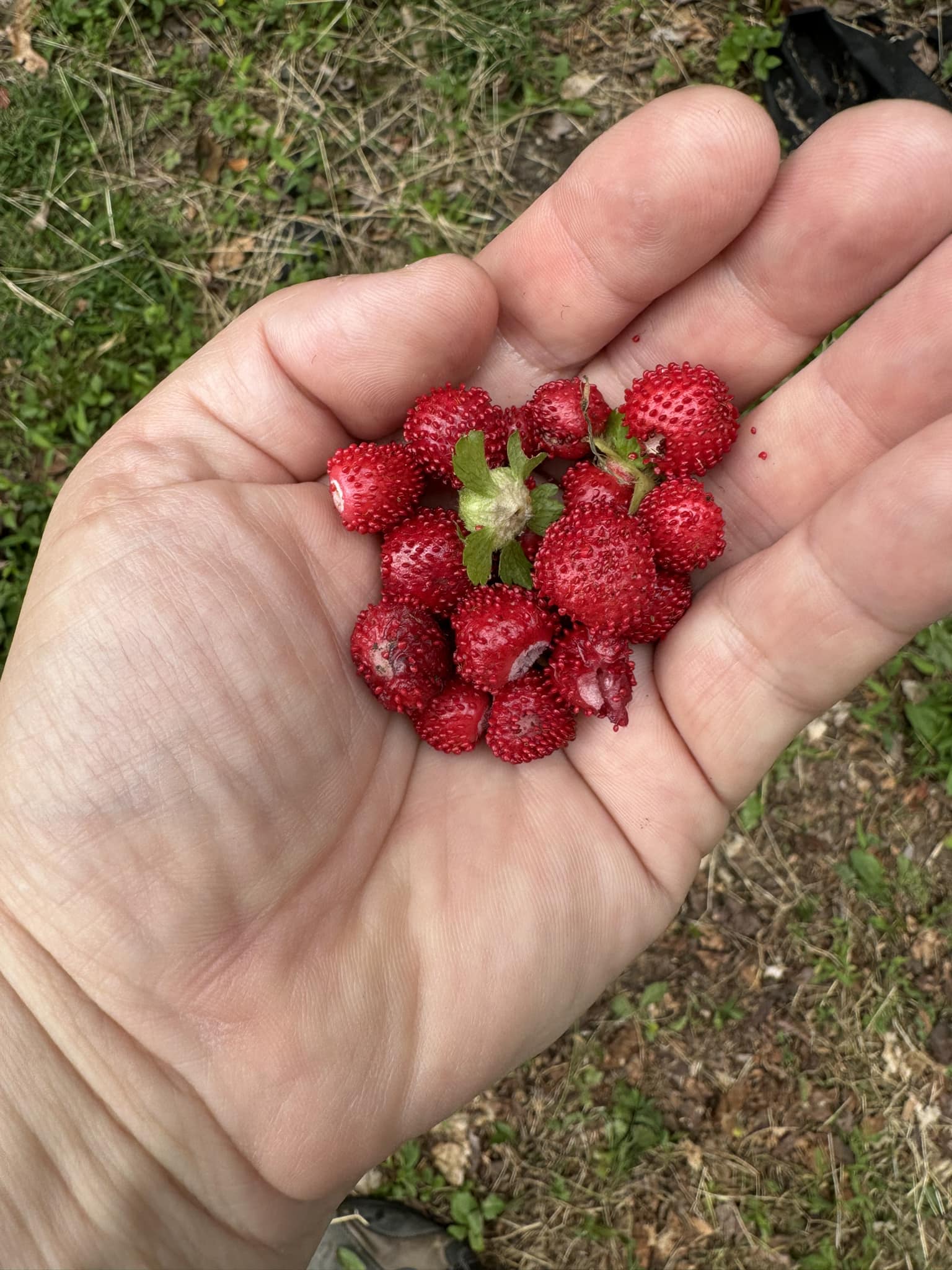 What happened to traditional wild strawberries?