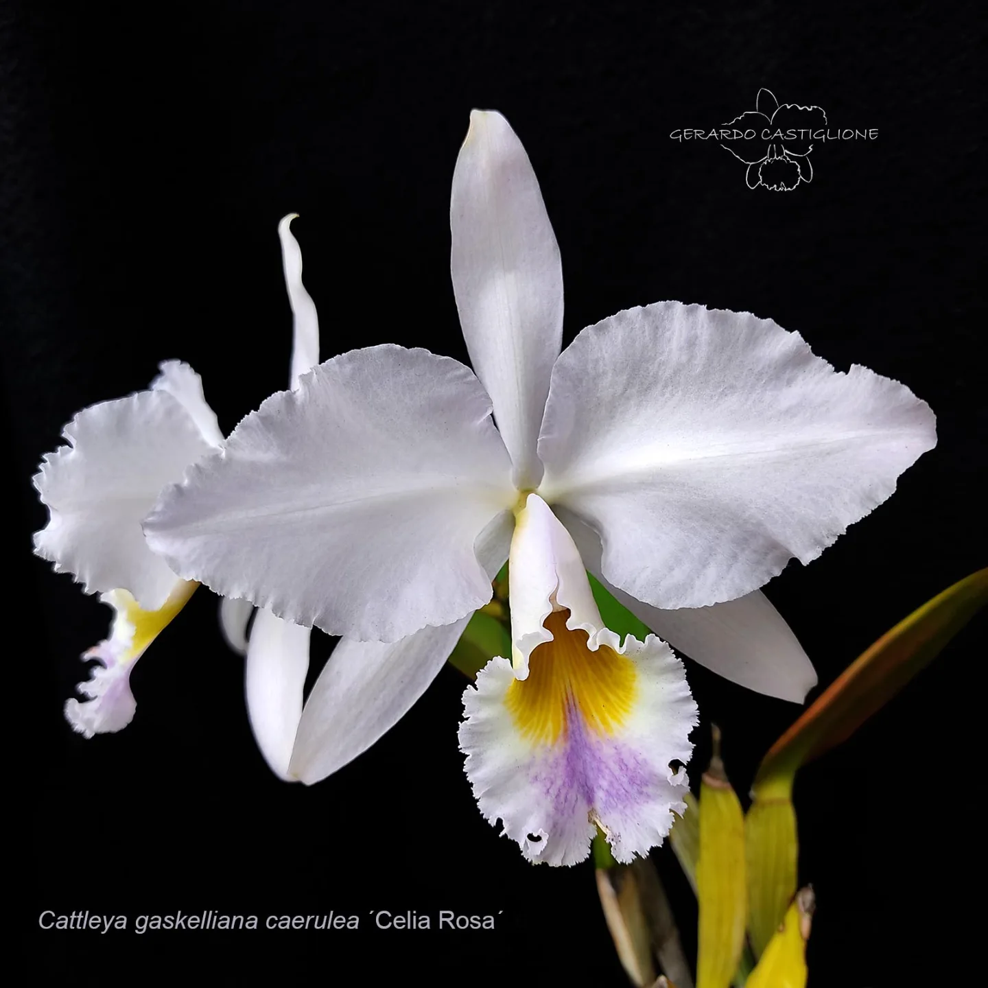 A tall growing fine semi-alba variety of the “June Wedding Flower