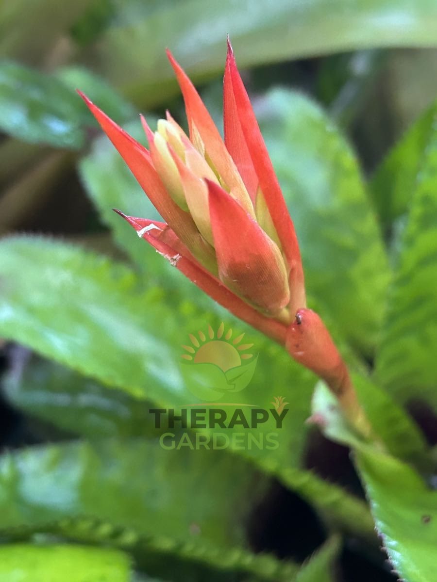 Aechmea 'Haiku' (L. Vinzant) HERAPI THRDENS THERA GARDENS THERAPY
