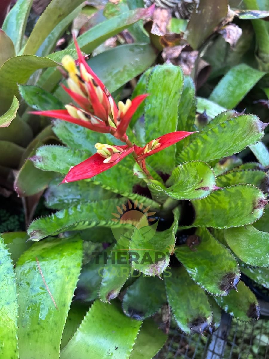 Aechmea 'Haiku' (L. Vinzant) HERAPI THRDENS THERA GARDENS THERAPY