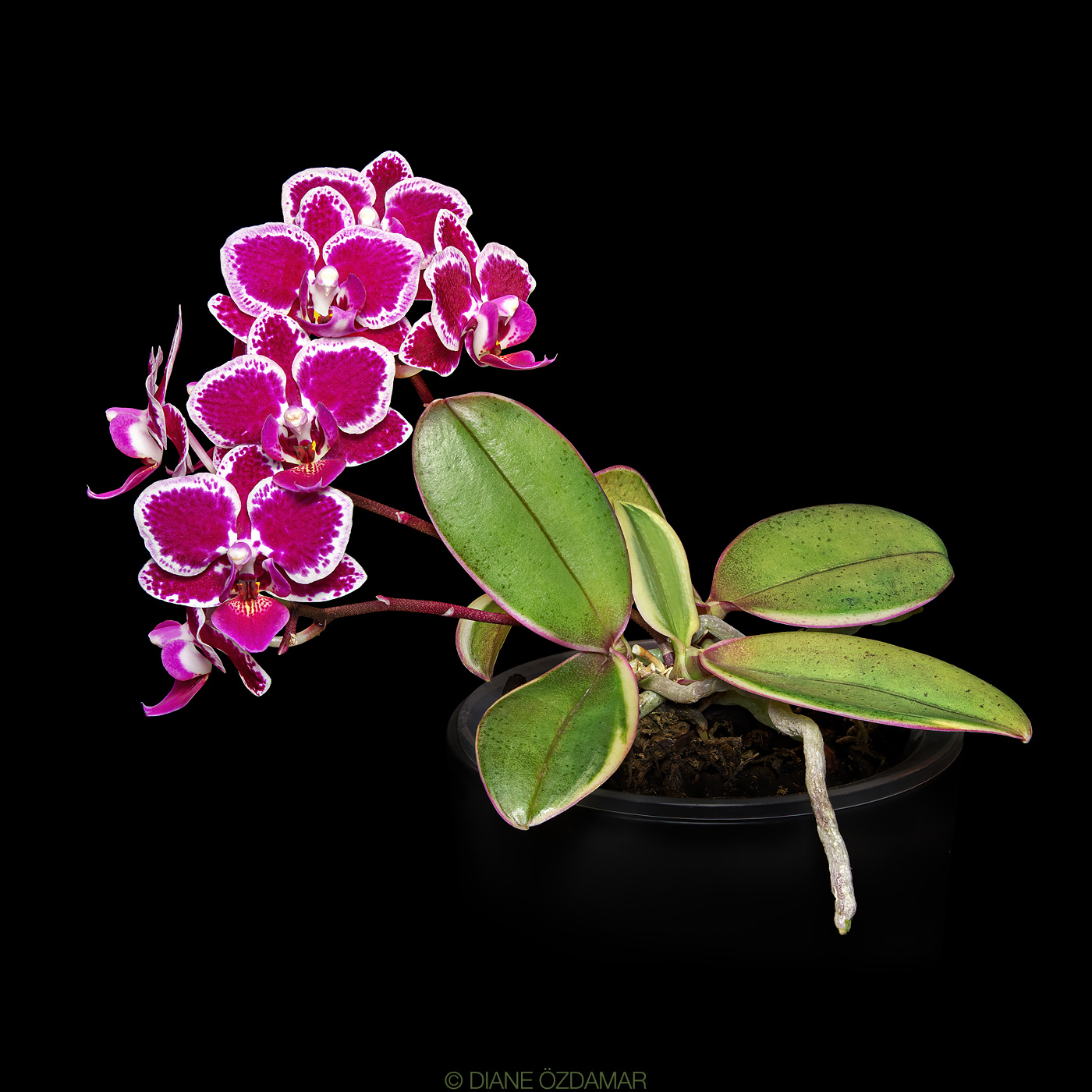 洋蘭 胡蝶蘭 Phal Hwa Yuan Five Star 受賞蘭 洋蘭 胡蝶蘭 Phal Hwa Yuan Five Star 受賞蘭 洋蘭 胡蝶蘭 Phal Hwa