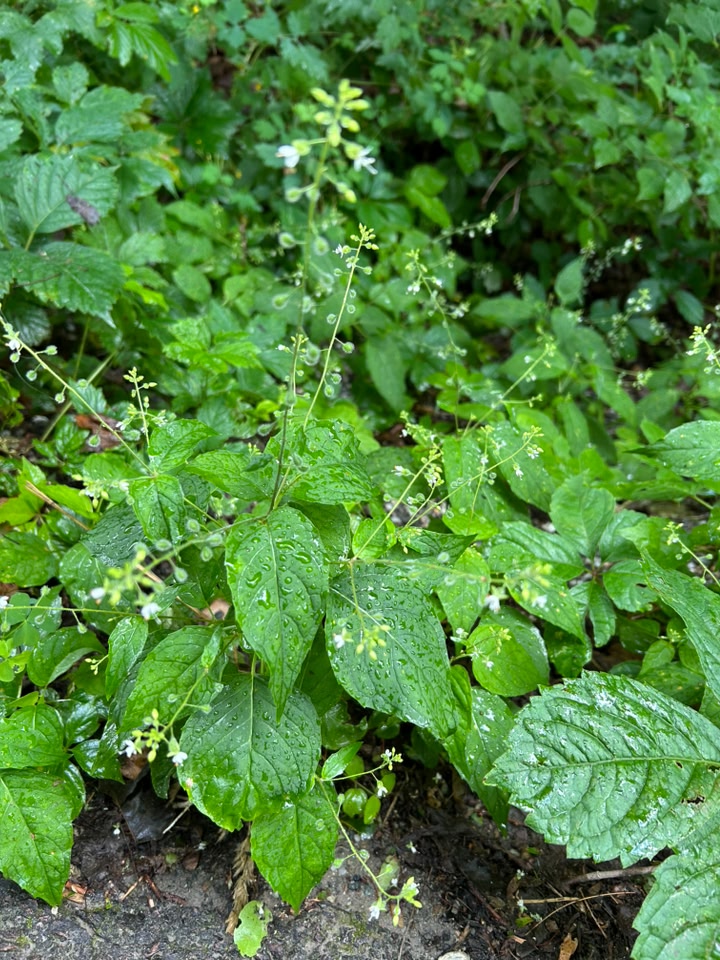 Broadleaf Enchanter's Nightshade native to Jericho, VT?