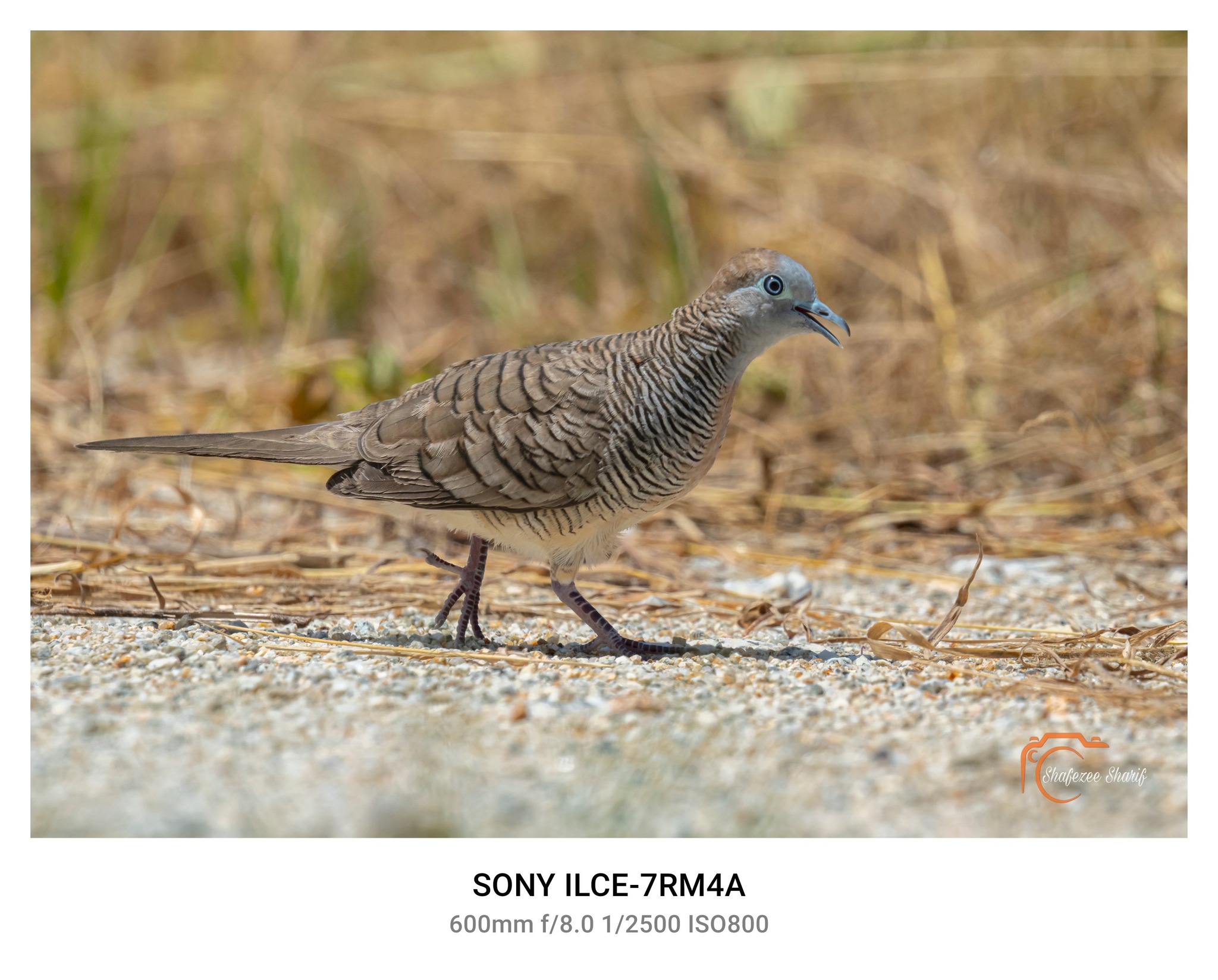 Testing Newly bought Sigma 150-600 Sport with Sony A7RivA
