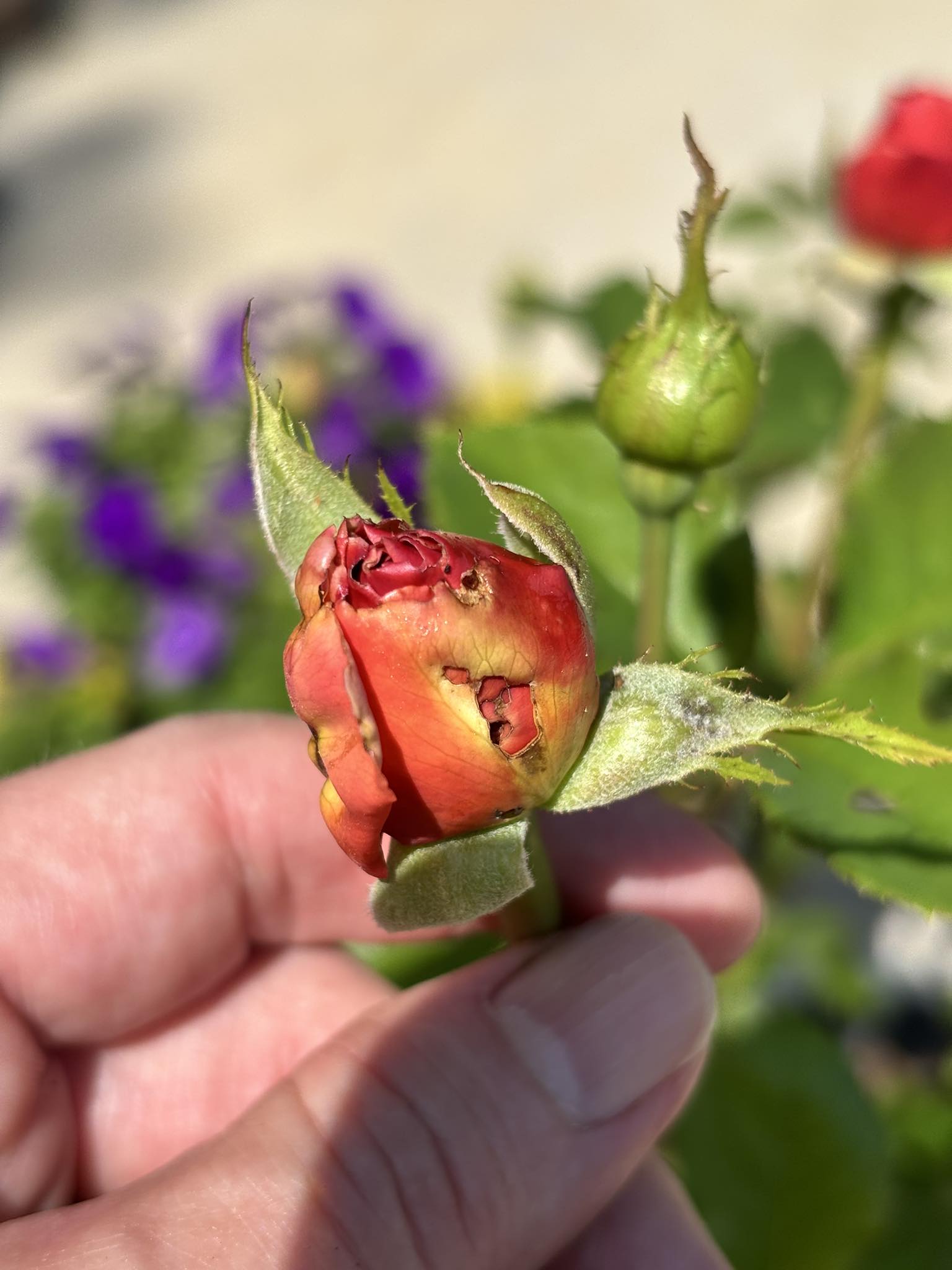 What would cause a rose bud to look like this?