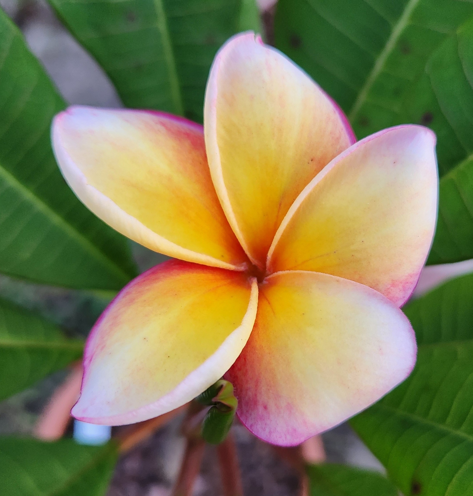 What are the names of these Plumeria varieties?