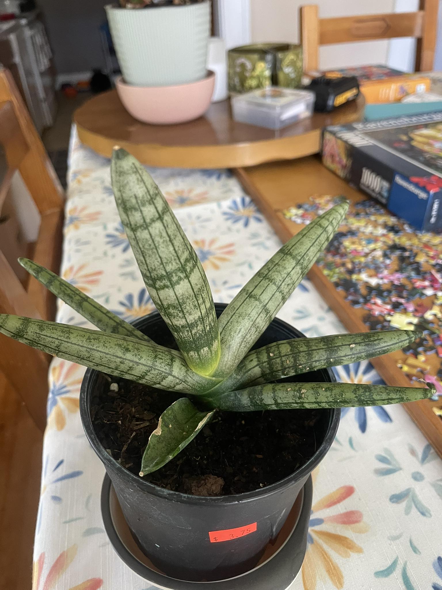 超特大 Sansevieria caulescens ”Super Star” Sansevieria caulescens