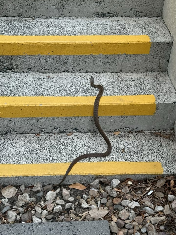 SnakesoftheWhitsundays | Please ID if possible , Thankyou for your help ...