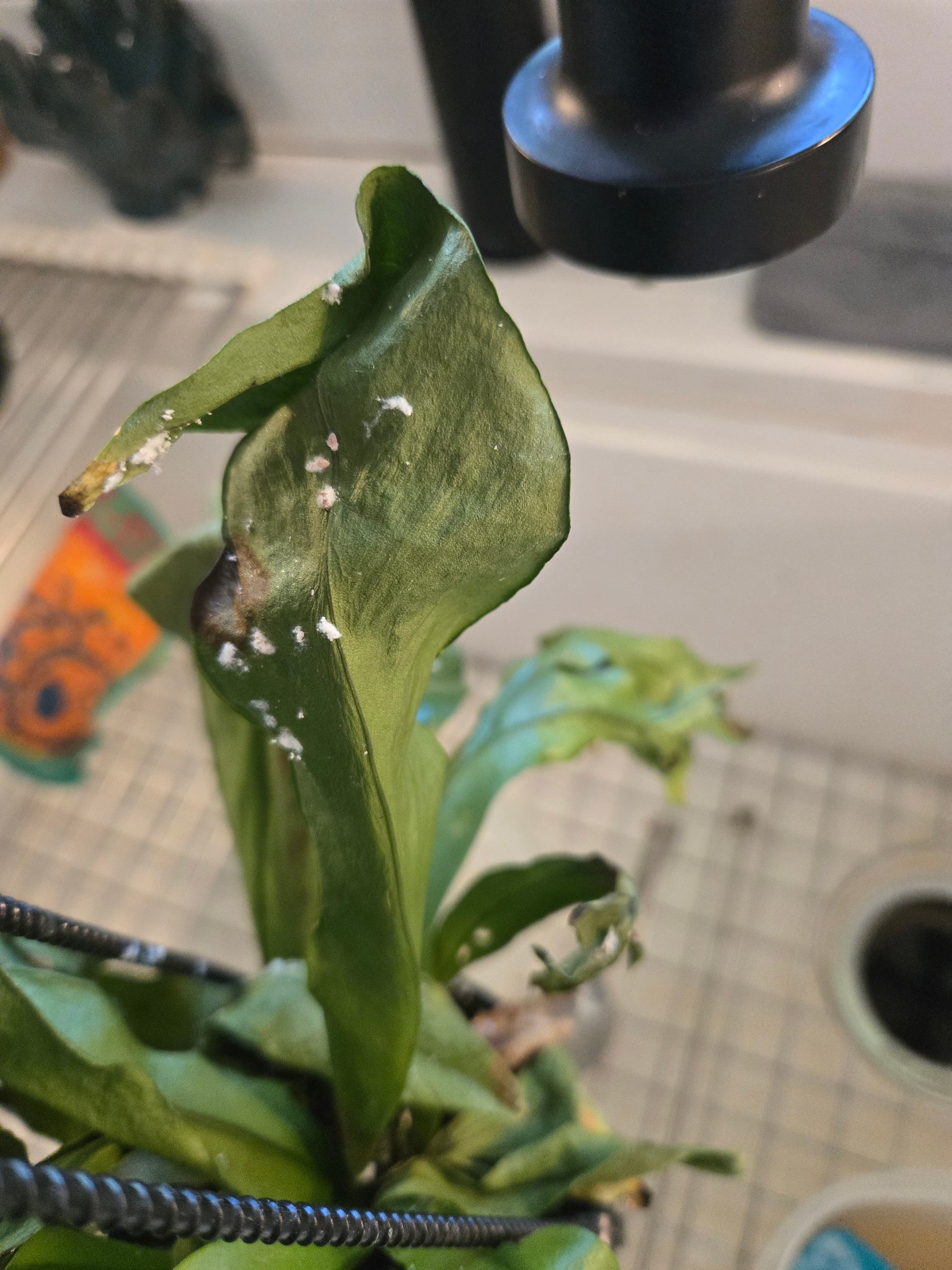 What is causing fuzzy mold on indoor plants?