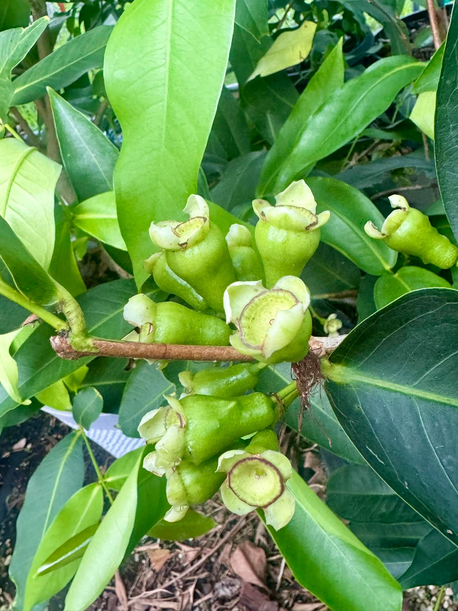 Green wax jambu fruit on tiny tree