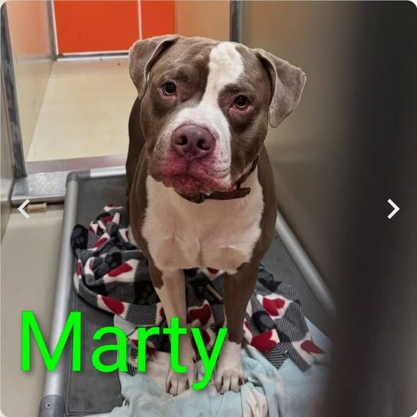 Urgent dog adoptions at ACCT Philly | Philadelphia, PA