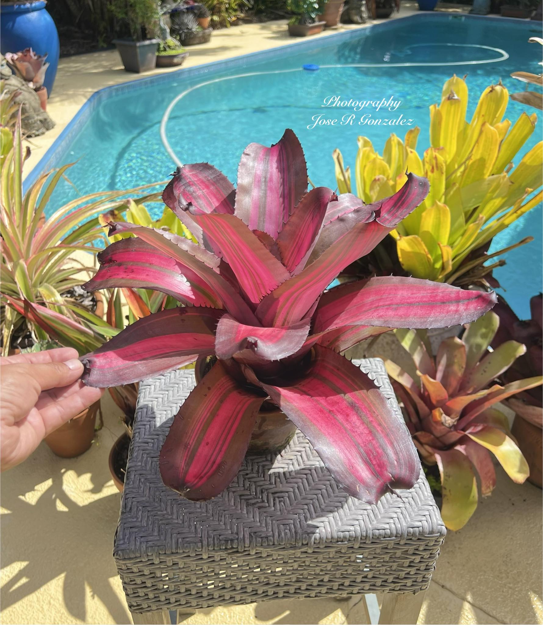 Neoregelia 