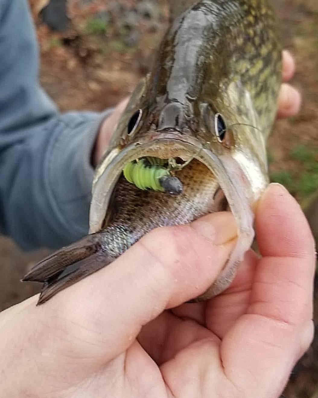 fat assassin fishing lure 3.5