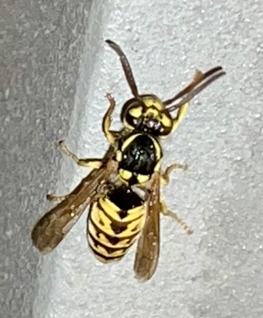 Entomology | Northeast Ohio, USA | Facebook