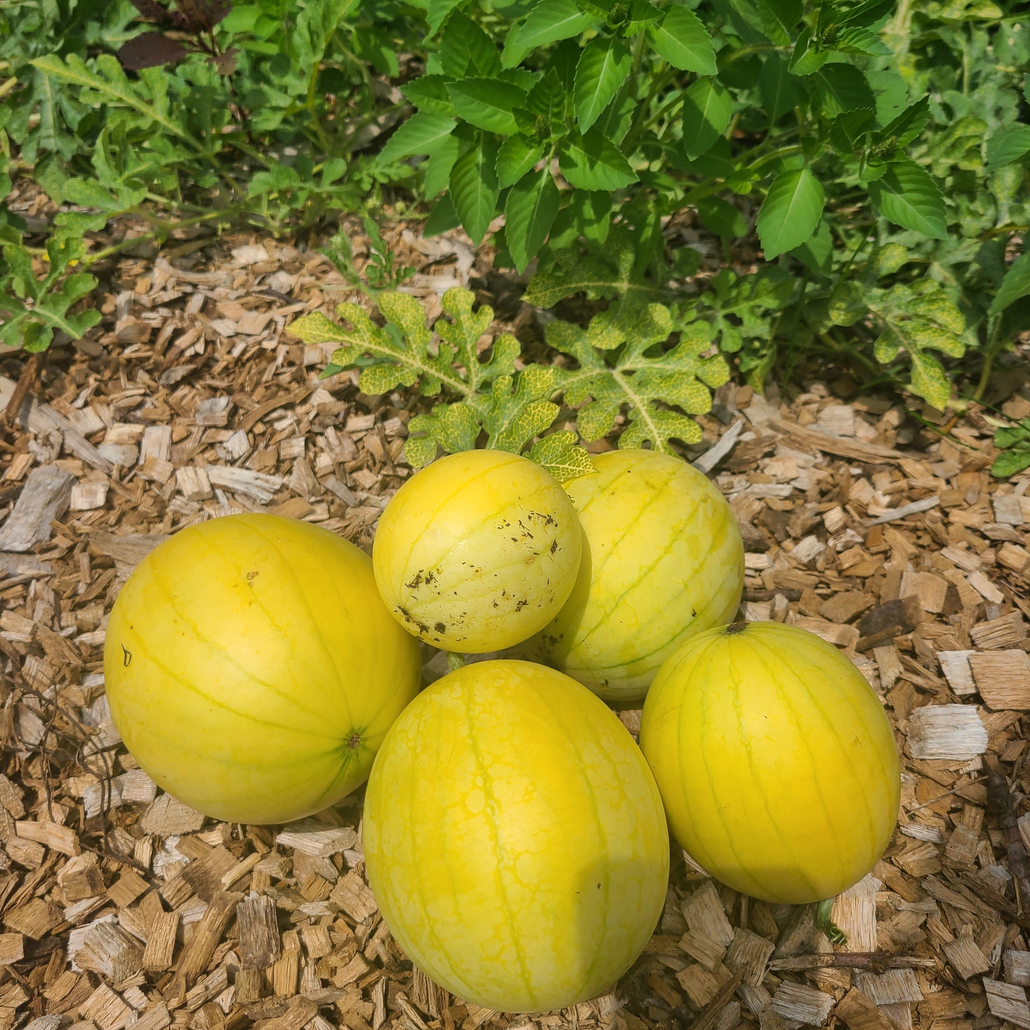 Lemon Drop melon review: sweet and juicy with a lemon zing