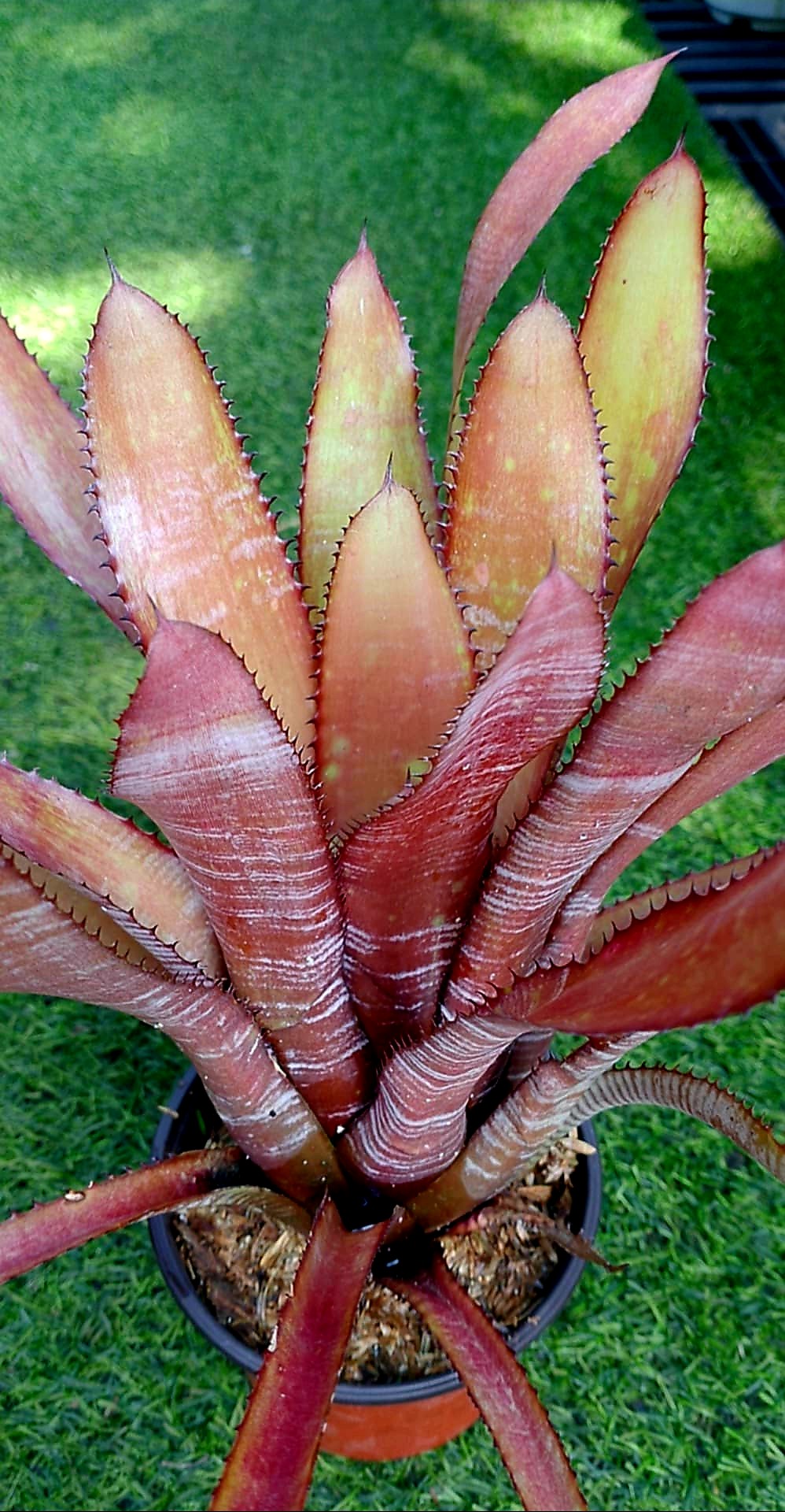 Aechmea PHANEROPHLEBIA 'ROSEA'