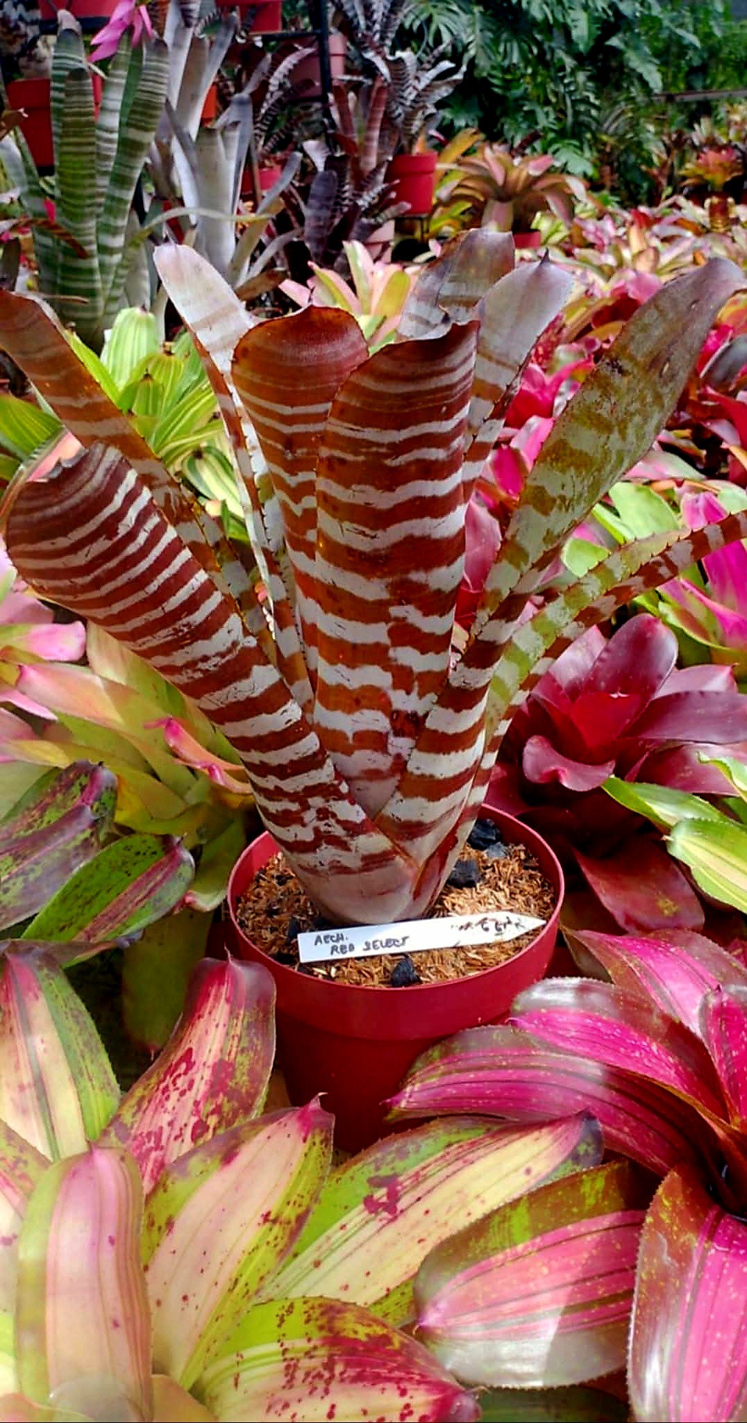 aechmea #chantinii RED SELECT X BLACK EBONY